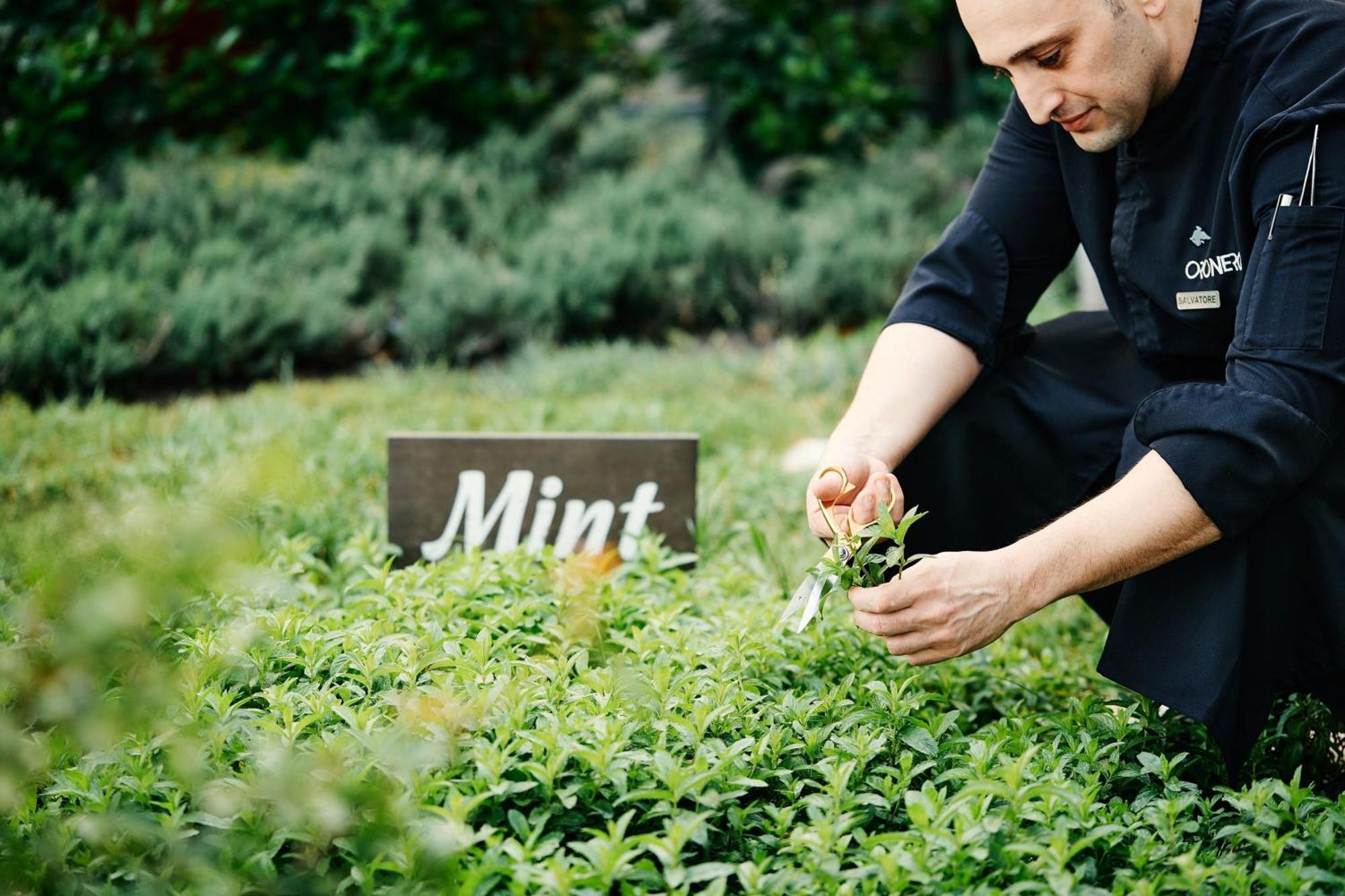 Jw Marriott Absheron Baku Hotel Εξωτερικό φωτογραφία Mint being harvested
